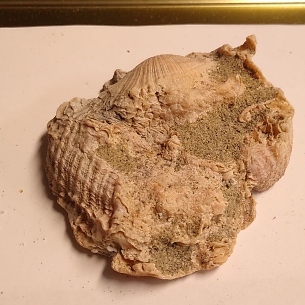 Natural Seashell Decor Shell Fossil on a Shell - Picture 4 of 4
